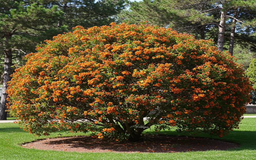 Mercimek Çorbası İçin Et Bulyon Nasıl Kullanılır?